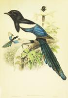 Pica pica bottanensis, Himalayian magpie