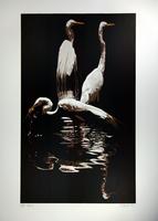 Three Egrets