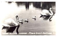 Swans on Lake LaVerne, Iowa State College, Ames, Iowa