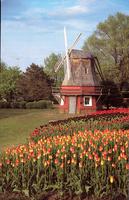 Tulips and Windmill, Pella, Iowa