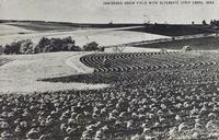 Contoured Grain Field with Alternate Strip Crops, Iowa