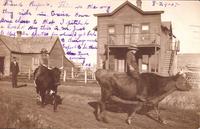 Children riding cows on street, Exira, Iowa