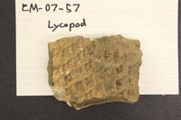 Lycopod