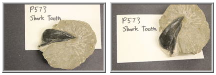 Shark Tooth (Deltodus?)