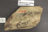 Camarasaurus section of 12ft rib fragment