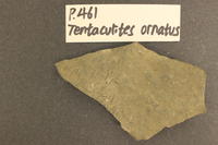 Tentaculites ornatus