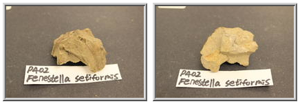 Fenestella setiformis (Permian Bryozoan)