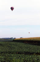 Hot Air Balloons over Cornfield