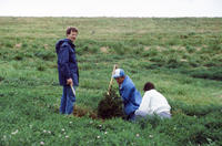 Three People Planting a Tree