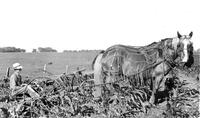 Draft Horse Team and Plow on Dunham Farm