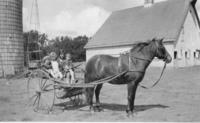Four Small Children in a Horse-drawn Cart