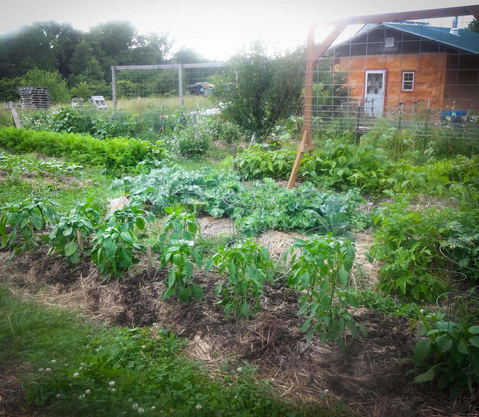 Figure 7: Residential garden leasehold, situated near residence at Dancing Rabbit. Photo courtesy of Joshua Lockyer