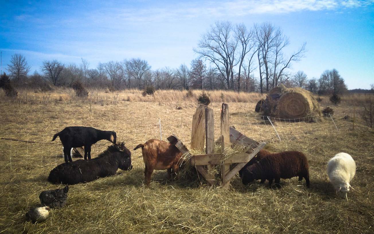 Figure 9: Small scale, rotational animal agriculture at Dancing Rabbit Ecovillage. Photo courtesy of Dancing Rabbit.